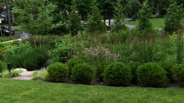 Rain Garden Plantings